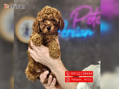 Olx new arrivals toy poodle