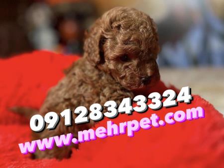 Olx toy poodle 2025