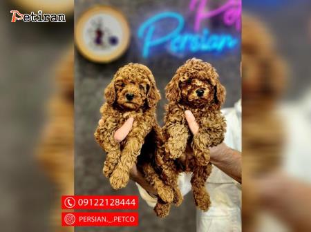 Olx toy best sale poodle