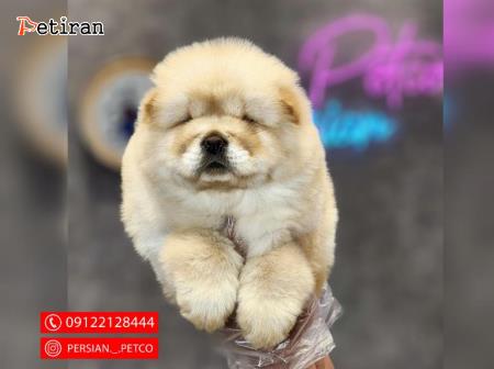 Olx chow chow puppies for shop sale