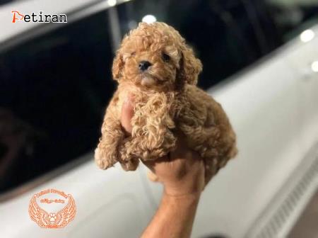 Olx toy poodle hot sale