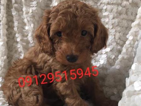 harga red poodle