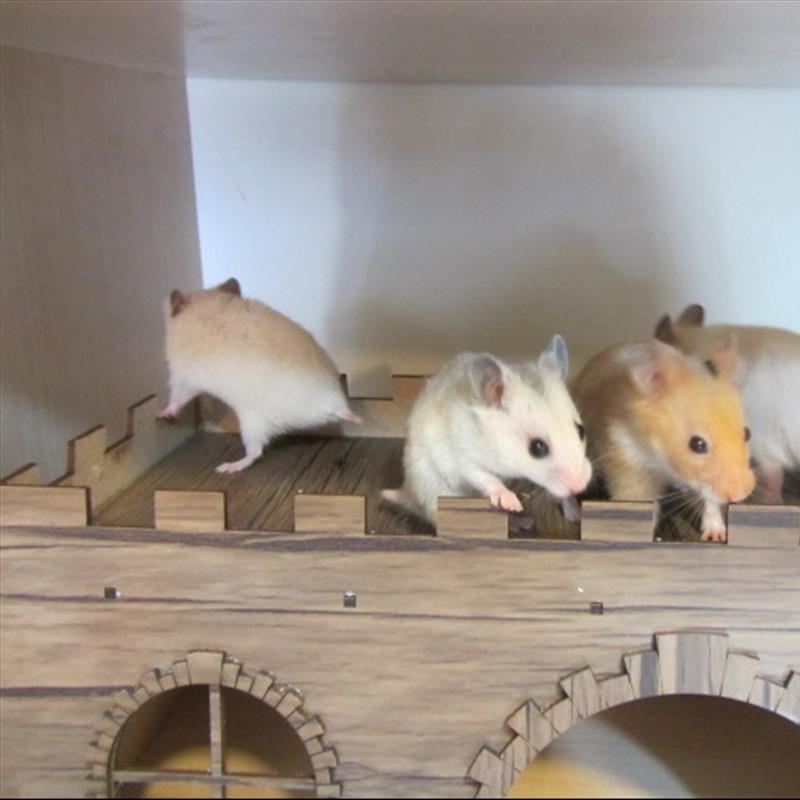 Notcutts new arrivals hamster cage